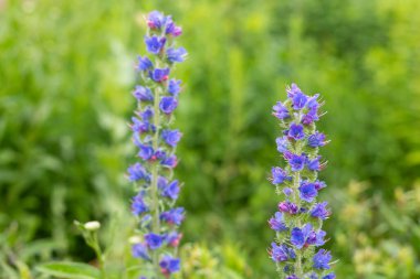 Çiçek açan Viper Bugloss (echium vugare) çiçeklerini kapat