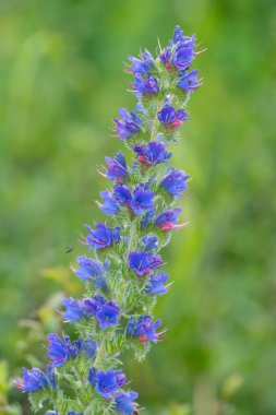 Çiçek açan Viper Bugloss (echium vugare) çiçeklerini kapat