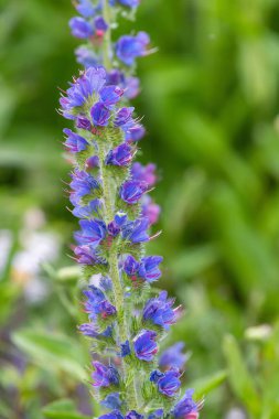 Çiçek açan Viper Bugloss (echium vugare) çiçeklerini kapat