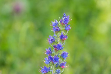 Çiçek açan Viper Bugloss (echium vugare) çiçeklerini kapat