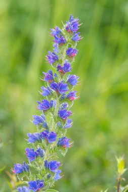 Çiçek açan Viper Bugloss (echium vugare) çiçeklerini kapat