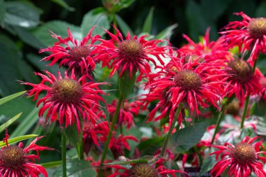 Çiçek açan kırmızı arı merhemine (monarda didyama) yakın çekim