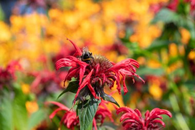 Çiçek açmış kırmızı bir arı merhemine (monarda didyama) yaklaş