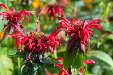 Çiçek açan kırmızı arı merhemine (monarda didyama) yakın çekim