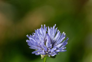 Mavi başlık (yasione montana) çiçeğinin çiçekli makro çekimi