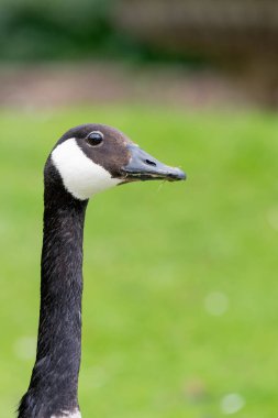 Bir Kanada kazının kafasından vuruşu (branta canadensis)