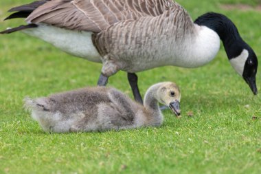 Bir Kanada kazına (branta canadensis) yakın otururken yerde