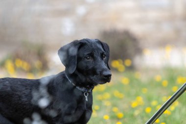 Siyah bir Labrador köpeğinin portresi. Hortum borusu kullanan birini izliyor.