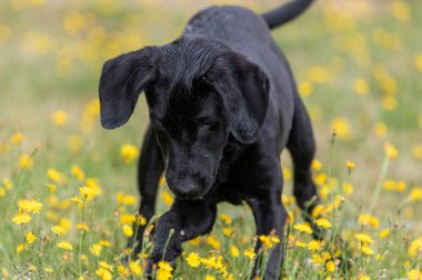 Bahçede oynayan şirin, siyah Labrador köpeğine yaklaş.