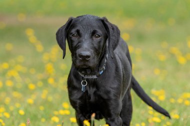 Bahçede duran şirin siyah bir Labrador köpeğinin portresi.