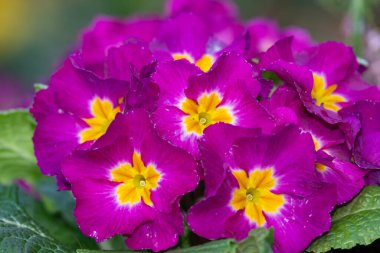 Çiçek açmış pembe polyanthus çuha çiçeklerine yakın