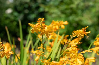 Palyaço Montbretia çiçeklerinin açtığı yeri kapatın.