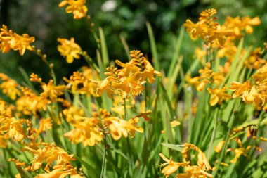 Palyaço Montbretia çiçeklerinin açtığı yeri kapatın.