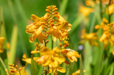 Palyaço Montbretia çiçeklerinin açtığı yeri kapatın.