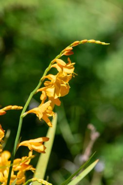 Palyaço Montbretia çiçeklerinin açtığı yeri kapatın.