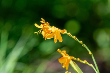 Palyaço Montbretia çiçeklerinin açtığı yeri kapatın.