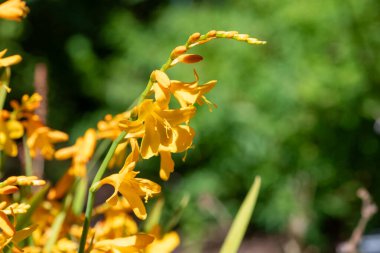 Palyaço Montbretia çiçeklerinin açtığı yeri kapatın.