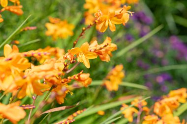 Kolomb Montbretia 'nın (crocosmia x crocosmiiflora) çiçekleri çiçek açar