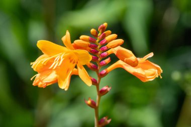 Kolomb Montbretia 'nın (crocosmia x crocosmiiflora) çiçekleri çiçek açar