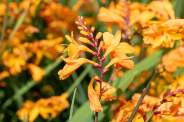 Kolomb Montbretia 'nın (crocosmia x crocosmiiflora) çiçekleri çiçek açar