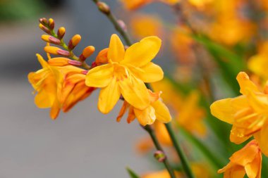 Kolomb Montbretia 'nın (crocosmia x crocosmiiflora) çiçekleri çiçek açar