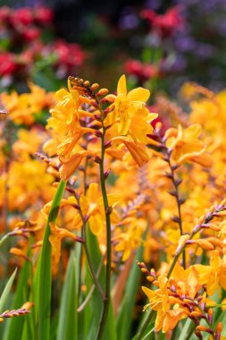 Kolomb Montbretia 'nın (crocosmia x crocosmiiflora) çiçekleri çiçek açar