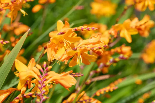 Kolomb Montbretia 'nın (crocosmia x crocosmiiflora) çiçekleri çiçek açar