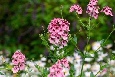 Diascia 'nın çiçekleri çiçek açarken kapatın.