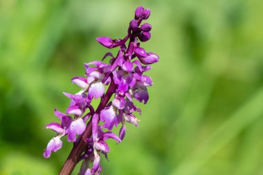 Çiçek açmış erken bir mor orkide (orchis mascula) çiçeğine yaklaş