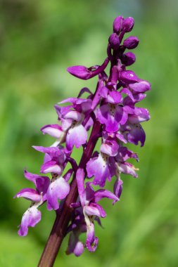 Çiçek açmış erken bir mor orkide (orchis mascula) çiçeğine yaklaş