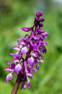 Çiçek açmış erken bir mor orkide (orchis mascula) çiçeğine yaklaş