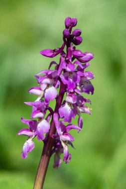 Çiçek açmış erken bir mor orkide (orchis mascula) çiçeğine yaklaş