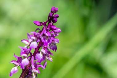 Çiçek açmış erken bir mor orkide (orchis mascula) çiçeğine yaklaş