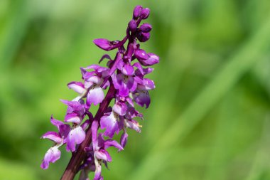 Çiçek açmış erken bir mor orkide (orchis mascula) çiçeğine yaklaş