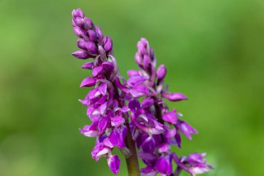 Çiçek açmış erken bir mor orkide (orchis mascula) çiçeğine yaklaş