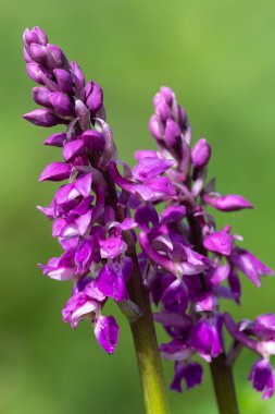 Çiçek açmış erken bir mor orkide (orchis mascula) çiçeğine yaklaş