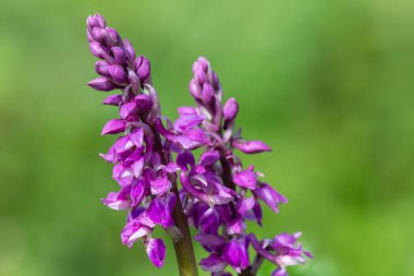 Çiçek açmış erken bir mor orkide (orchis mascula) çiçeğine yaklaş