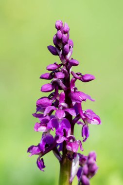 Çiçek açmış erken bir mor orkide (orchis mascula) çiçeğine yaklaş
