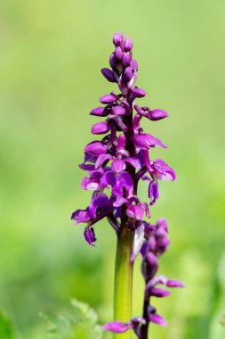 Çiçek açmış erken bir mor orkide (orchis mascula) çiçeğine yaklaş