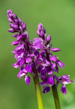 Çiçek açmış erken bir mor orkide (orchis mascula) çiçeğine yaklaş