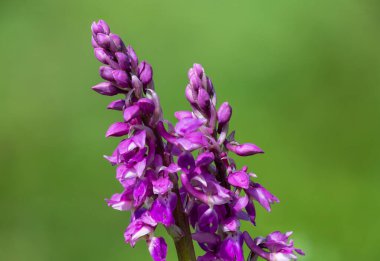 Çiçek açmış erken bir mor orkide (orchis mascula) çiçeğine yaklaş