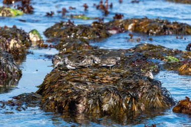 Close up of ruddy turnstones (arenaria interpres) on a rock clipart