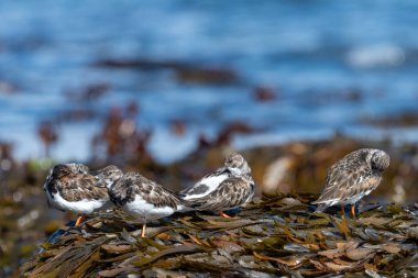 Close up of ruddy turnstones (arenaria interpres) on a rock clipart