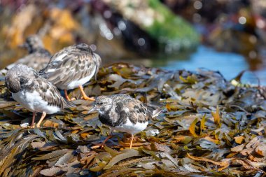 Bir kayanın üzerinde lanet döner taşlara (arenaria yorumu) yaklaş