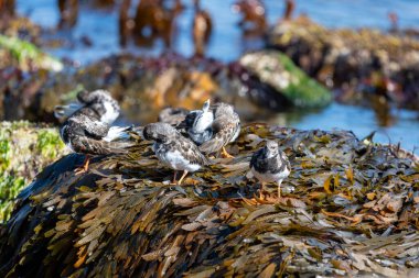 Close up of ruddy turnstones (arenaria interpres) on a rock clipart