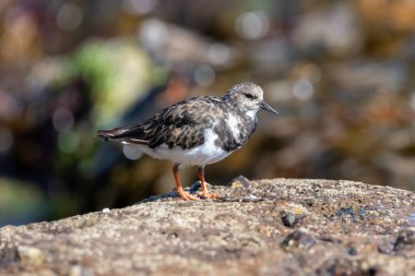 Bir kayanın üzerinde lanet bir dönüm noktasına (arenaria tercüme eder) yaklaş