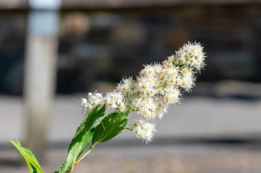 Close up of white meadowsweet (spiraea alba) flowers in bloom clipart