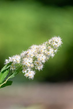 Çiçekler açan beyaz çayırçiçeğine (spiraea alba) yakın durun.