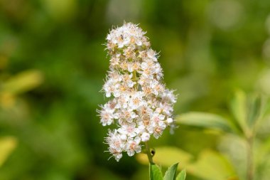 Çiçekler açan beyaz çayırçiçeğine (spiraea alba) yakın durun.