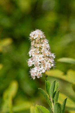 Close up of white meadowsweet (spiraea alba) flowers in bloom clipart